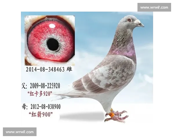汉源信鸽赛事精彩回顾与赛鸽养殖经验全解析