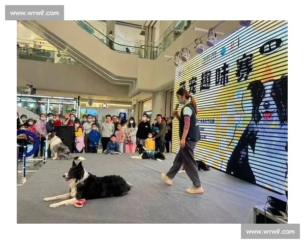 边牧犬竞技比赛精彩纷呈 展现智慧与默契的完美结合