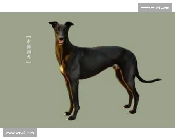 细犬赛场精彩瞬间揭秘及参赛犬种表现全记录